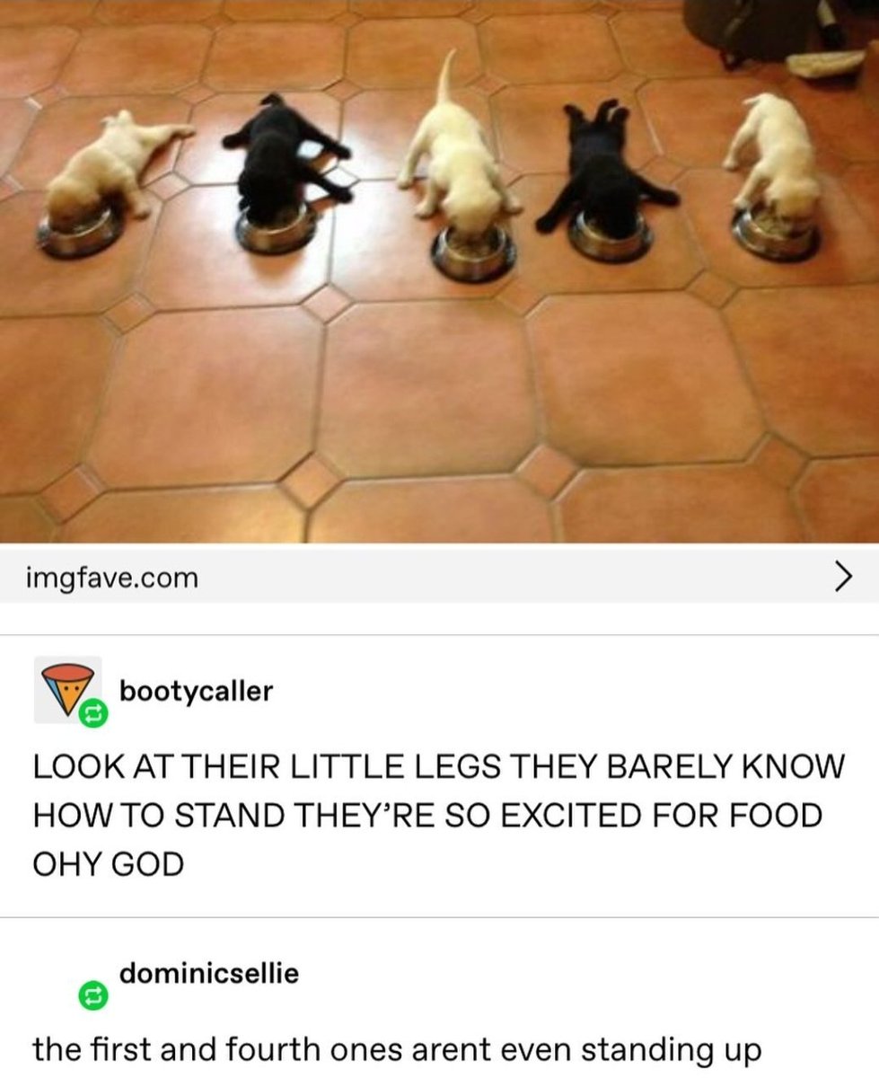 animals going goblin mode (@mischiefanimals) on Twitter photo 