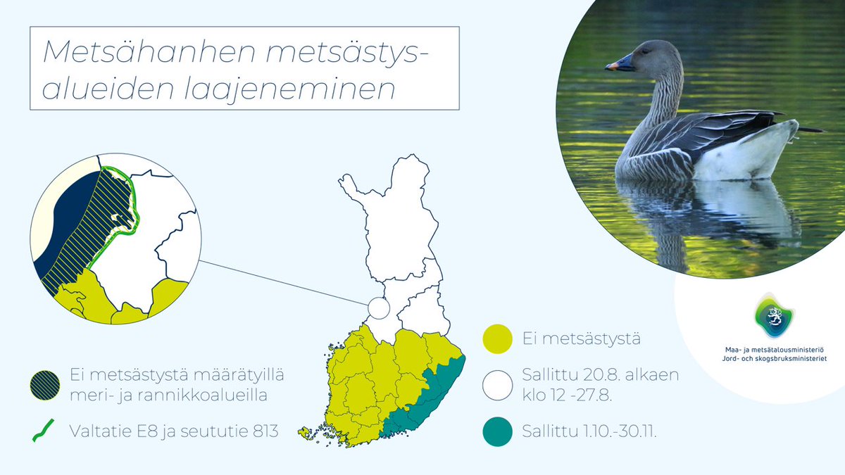 Vesilintujen metsästykseen on tulossa rajoituksia. Asetusluonnoksista punasotkan, allin ja metsähanhen metsästyksen rajoittamiseksi voi lausua viimeistään 1.8. Metsähanhen metsästys on laajenemassa Pohjois-Suomessa ja Pohjois-Karjalassa.
Lue tiedote: mmm.fi/-/maa-ja-metsa…
