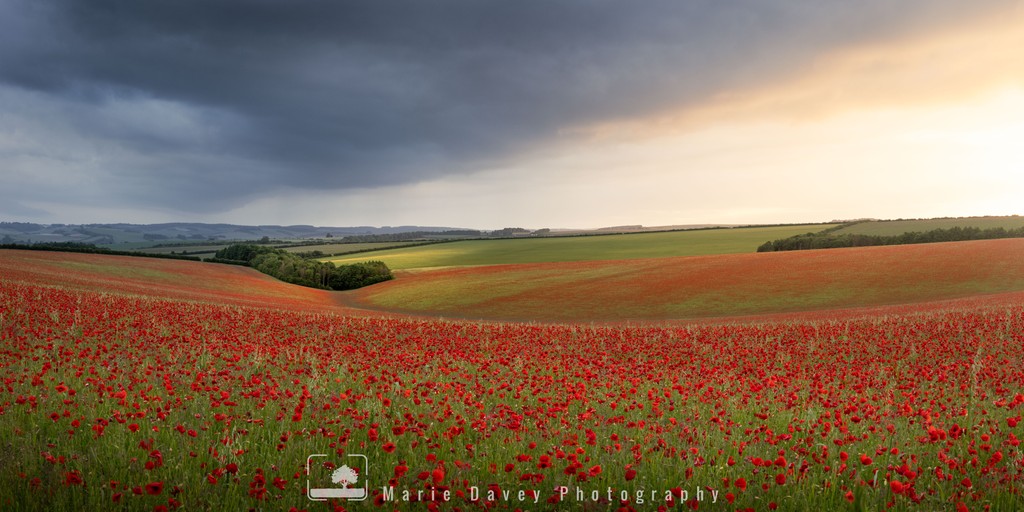 It’s my favourite time of year… poppy season! 

For a few weeks every year, I become more than a little bit obsessed with tracking down poppy fields if I can, and this year didn’t disappoint!

I travelled over to Wiltshire for this one… a pretty special place 🙂

#poppies