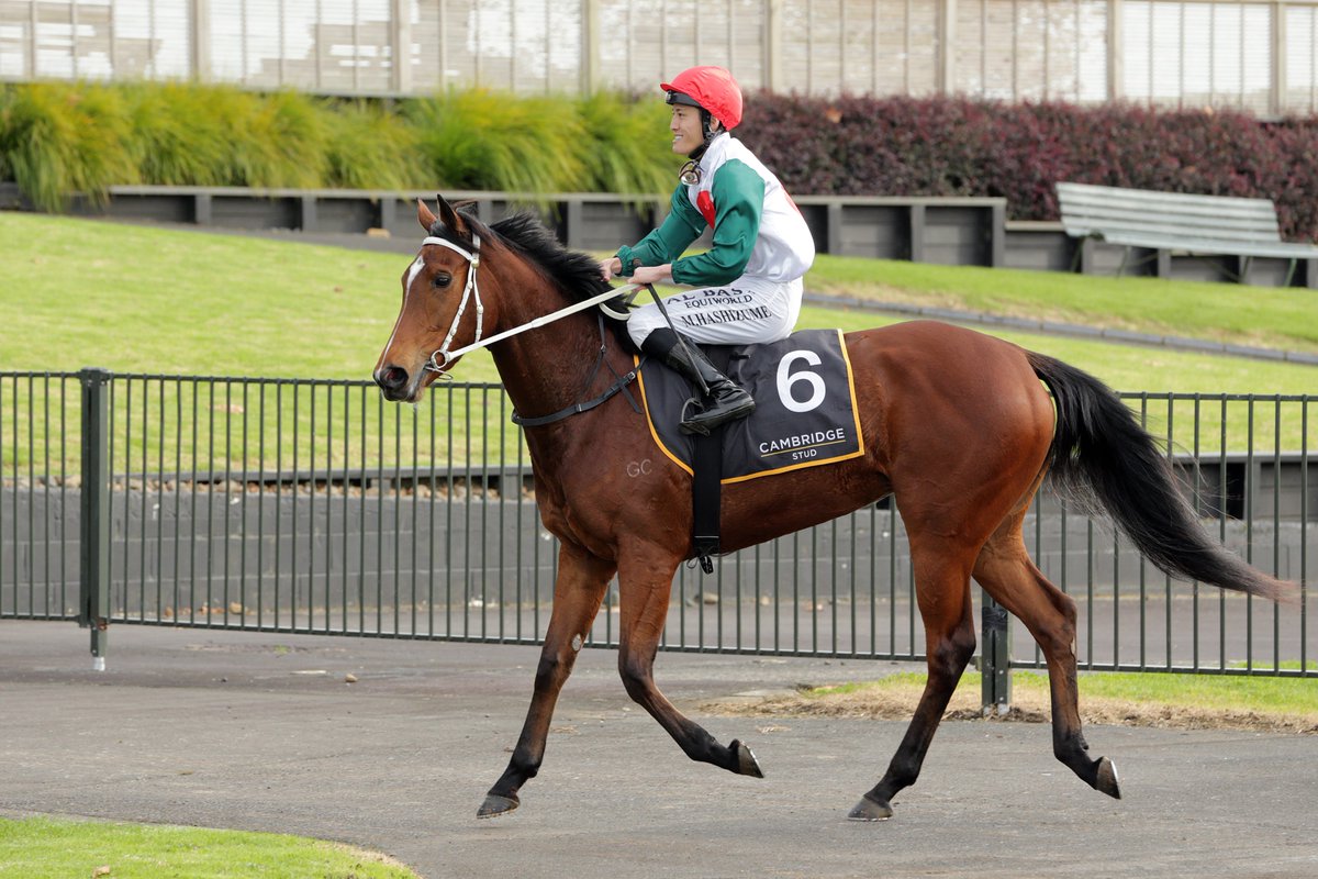NEWS: A win at Pukekohe has <a href="/marshracing/">Stephen Marsh</a> eyeing a black-type test with promising 2yo #Ortega
racingnews.co.nz/ortega-earns-s…