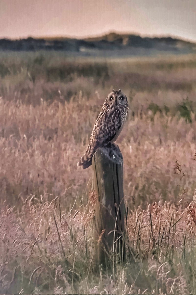 Jaja daar was ie weer de #velduil. Dit keer een door de verrekijker foto #Terschelling <a href="/staatsbosbeheer/">Staatsbosbeheer</a> <a href="/Sovon/">Sovon Vogelonderzoek Nederland</a>