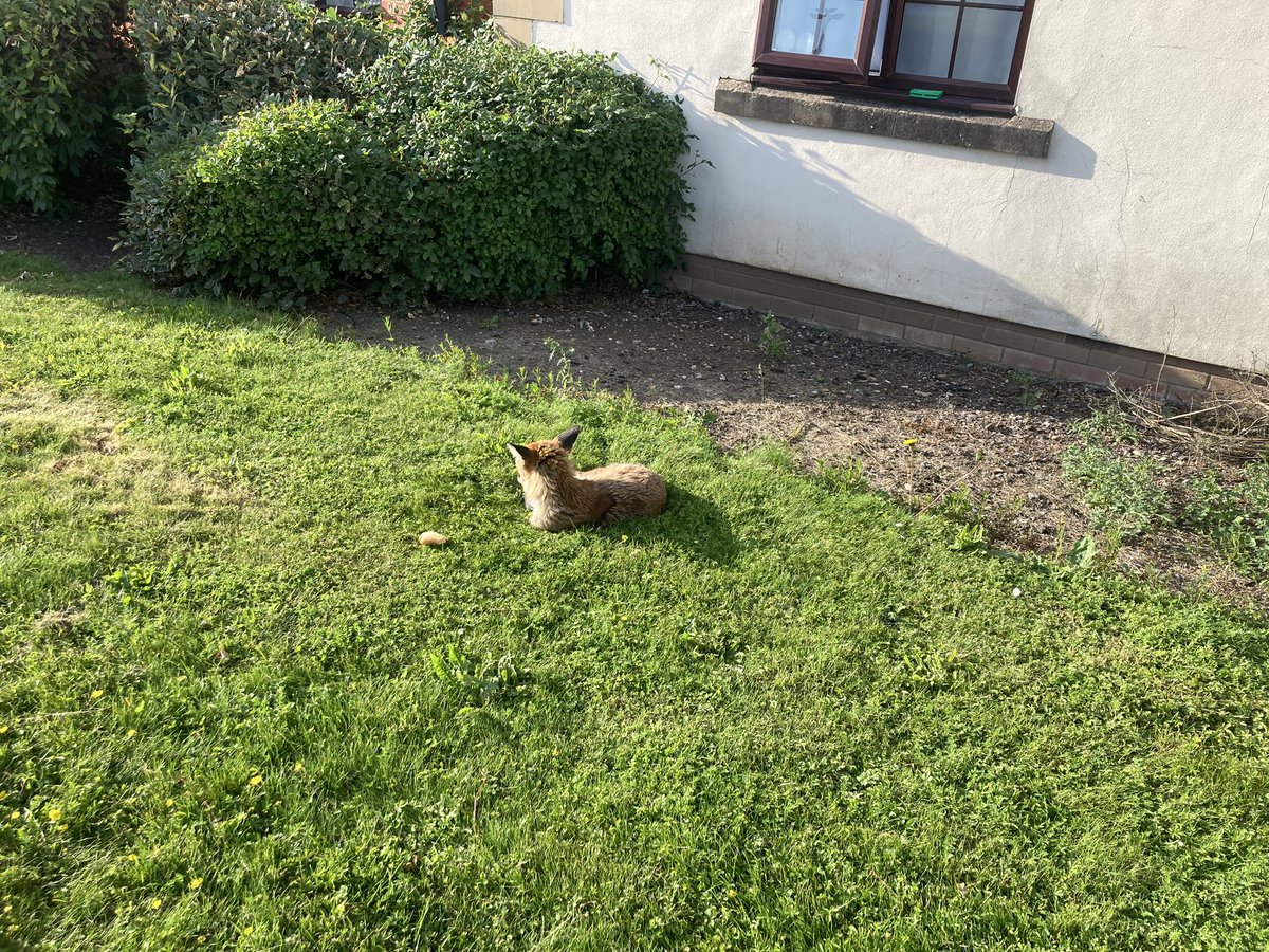 This chap joined me yesterday.
Not in any way bothered by the noise of the drone.
Nor that fact I had no food to give him.
Just sat in the sun having a groom.
#dronelife