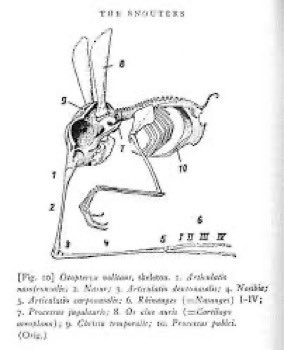 gernotJabel's tweet photo. @coastoflife_od @greenfella36 @iamundertow #Plotka visited #Odesa beach yesterday and a nasobem was jumping around Ostracods #Paris2024 #SerhijBubka https://t.co/PFl2rWJIpi