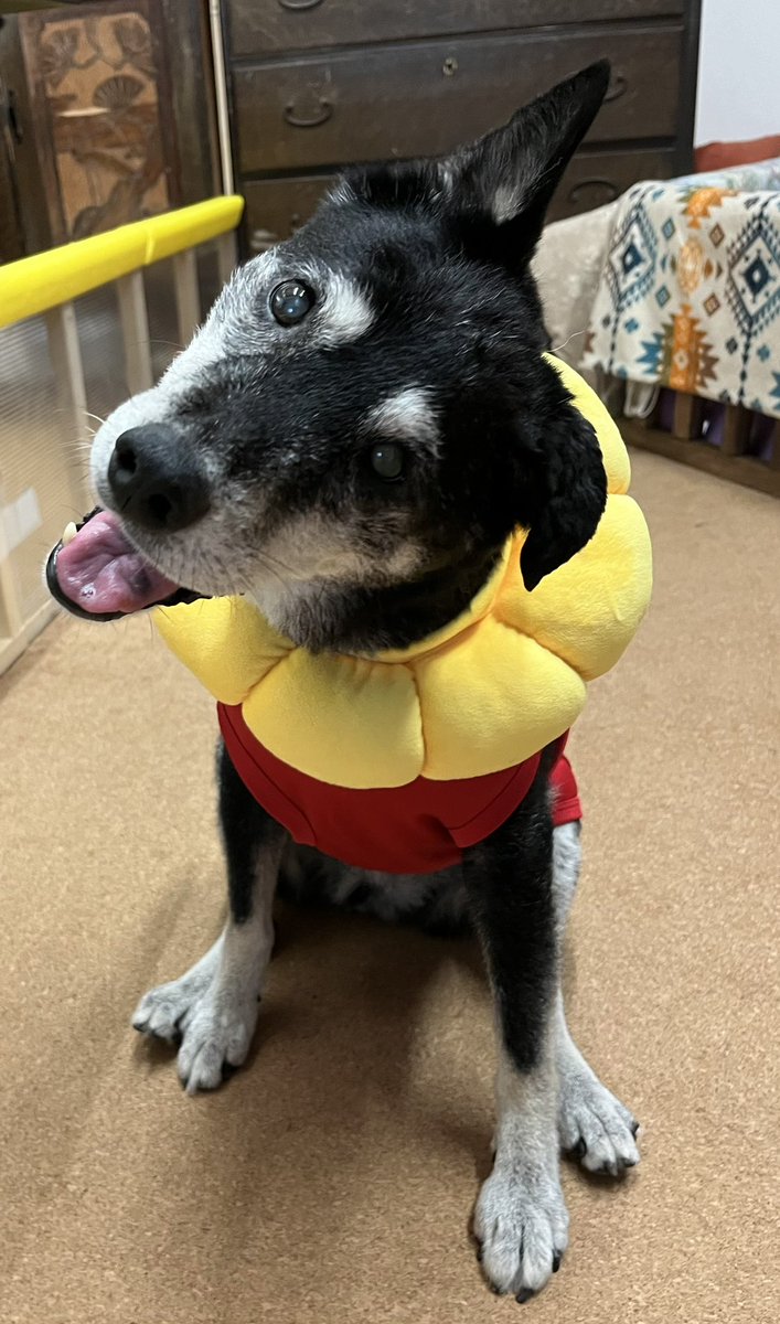 前庭疾患になってから左下向きにしか寝ることができず左耳血腫 が溜まります。定期的に病院で血抜きをしてもらいますが、先生から首にクッションをつければ耳にかかる圧を軽減できるのではとアドバイスもらいました。それで嫁さんがネットで購入してくれました。
ご機嫌です。
#秘密結社老犬倶楽部