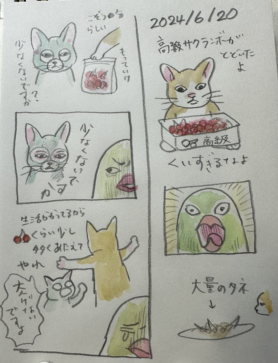 ボリス絵日記 🍒 2024/6/20
