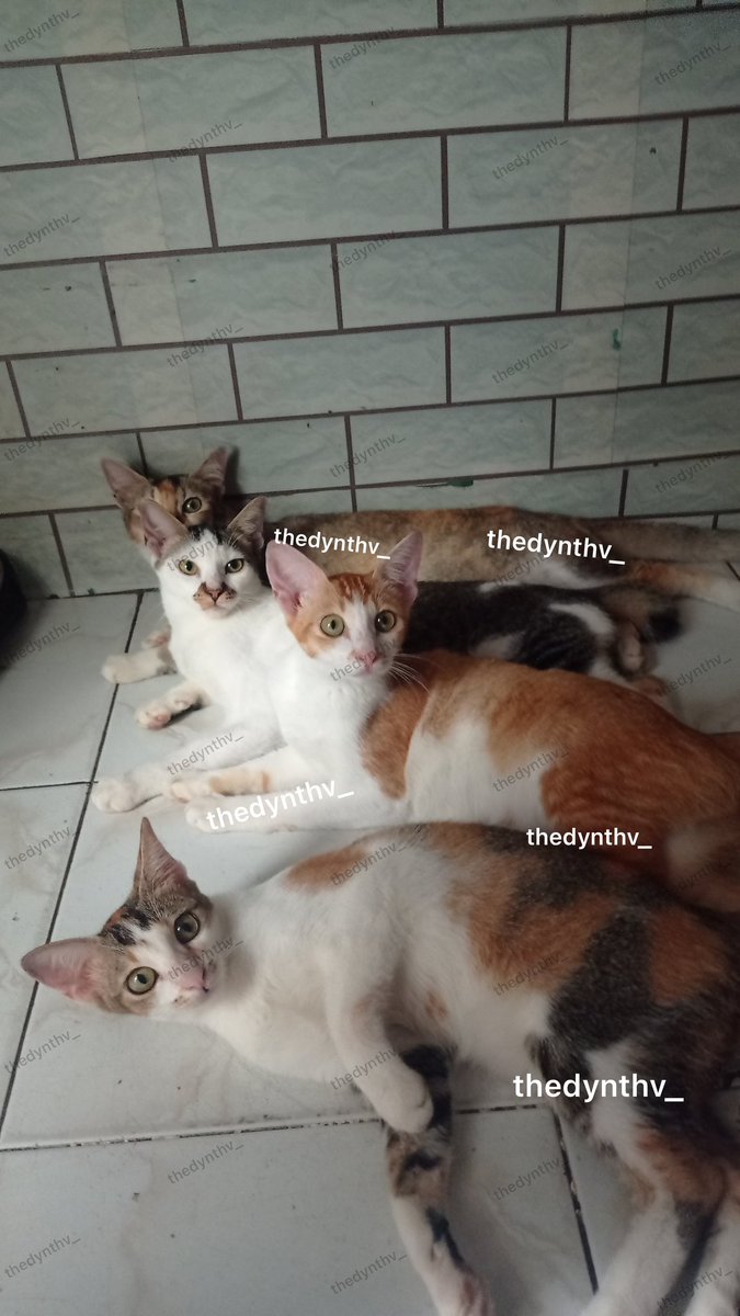 thedynthv_'s tweet photo. Halo, aku mau free open adopsi kucingku namanya cemong( jantan item-putih), milo(betina kuning-putih), nini(calico betina). Kucing domestik, usianya 9 bulan. Pupip di pasir, playful, dan manja. Lokasi saya di Srengseng, kembangan, Jakarta Barat. #kucing #openadopsi https://t.co/VeuCTUow65