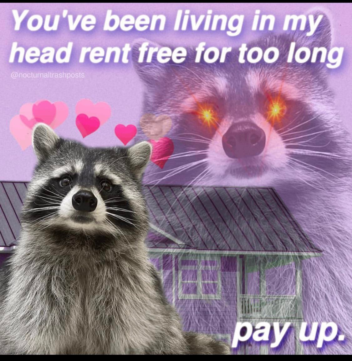 raccoon aesthetic. tweet media