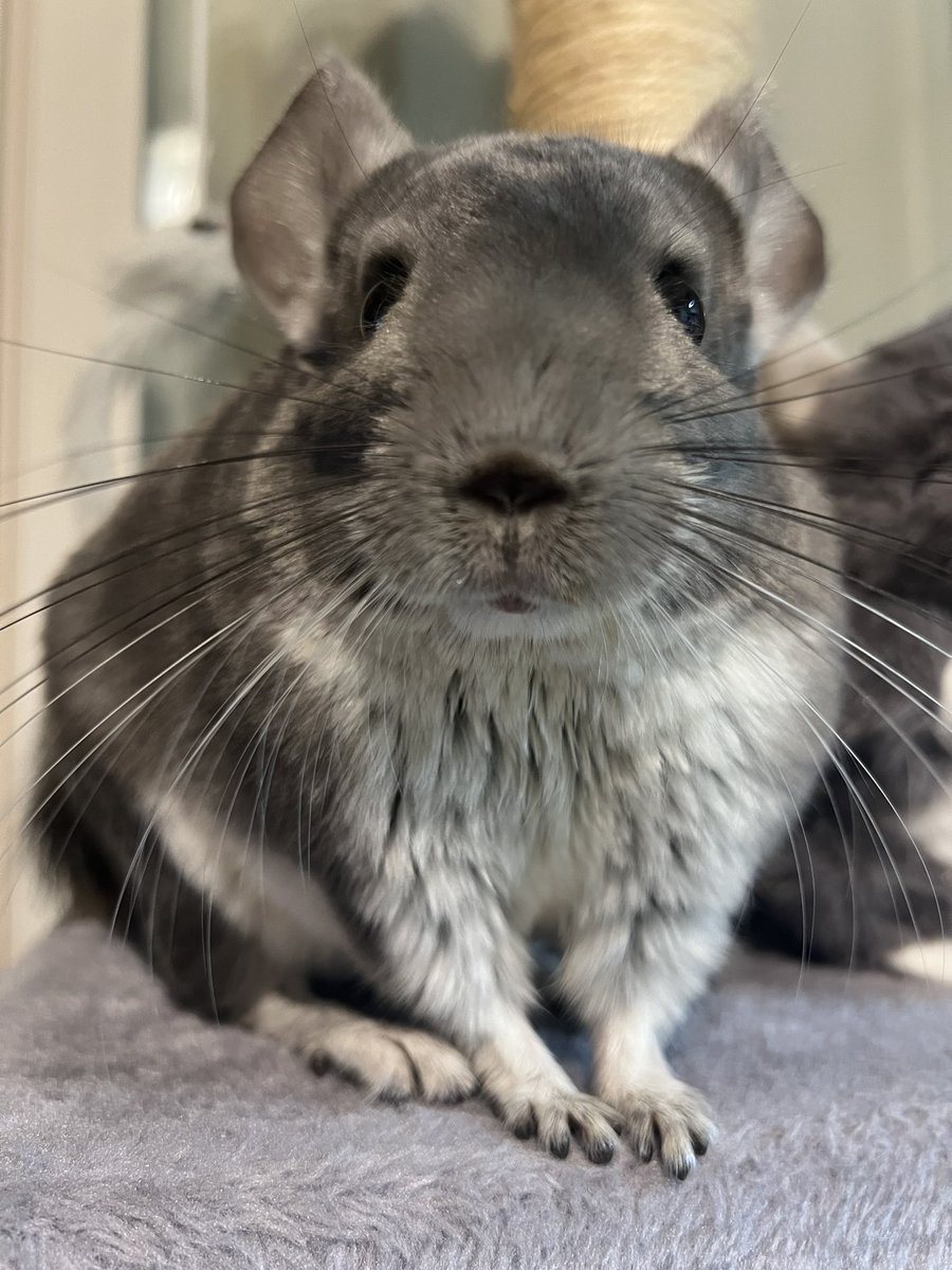 mgmg_seoul's tweet photo. かわいい生き物みないと発狂しそう(出社中←) https://t.co/LF53zqbZ7C