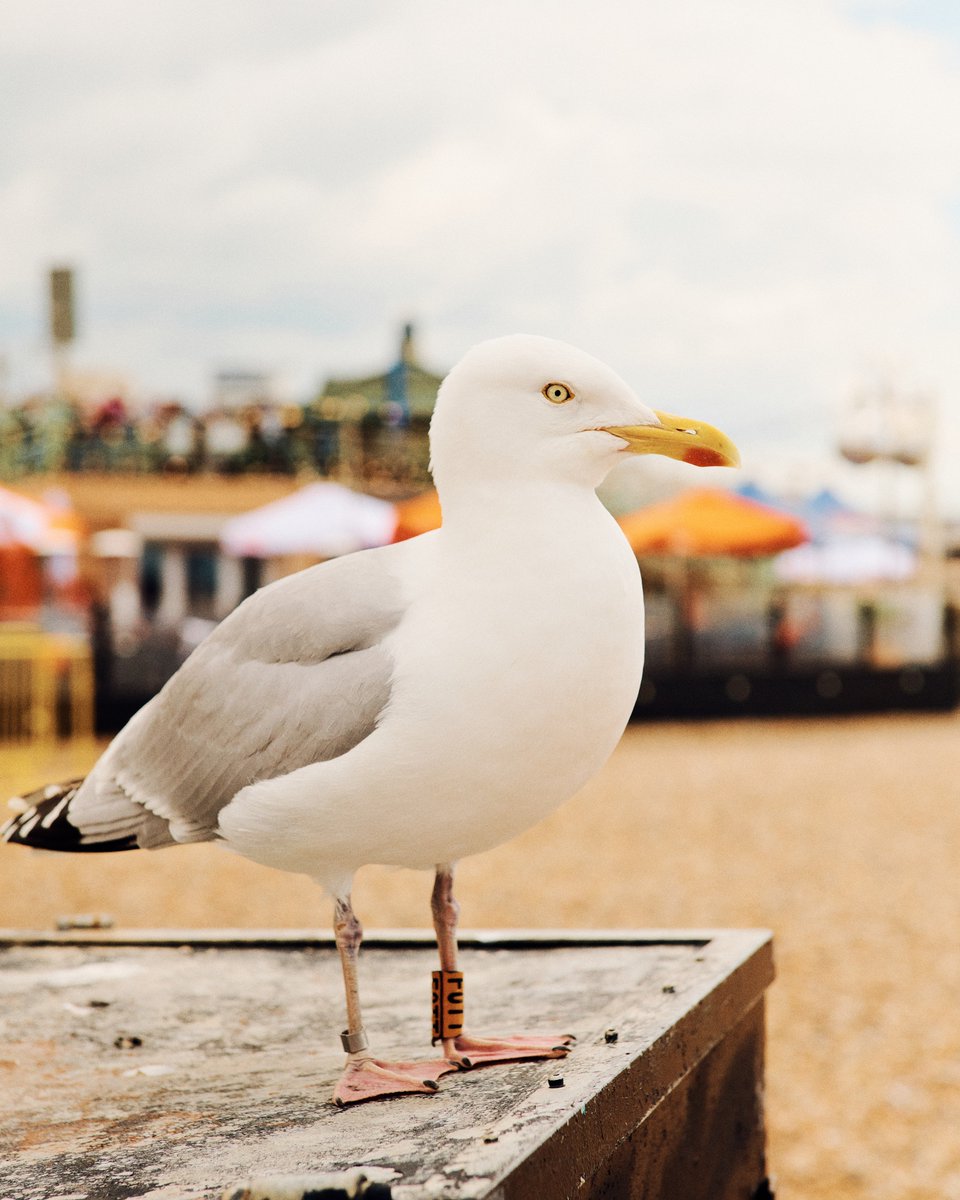 To celebrate our new store opening in Brighton, we asked editor @leannecloudsdale to dig into our love of the British Seaside - Bucket and spades at the ready! Read now *LINK IN BIO

📷 1, 3 &amp; 5 by @bexaston 
📷 2 by Tony Ray-Jones