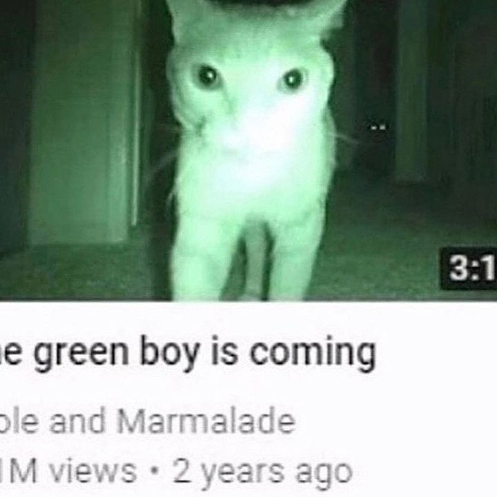 Punch Cat tweet media