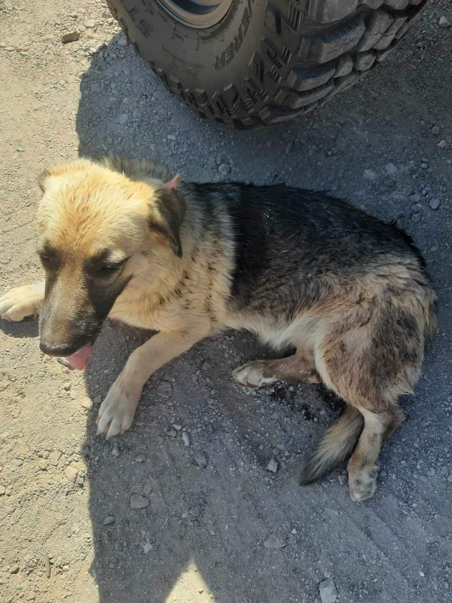 Από: Φιλοζωικη Δράση εθελοντών Αγίας Μαρίνας Κορωπίου:
Έτρεχε πανικόβλητο κοντά στα νταμάρια.στο δημοτικό σχολείο Αγ Μαρίνας.
Είναι εξαντλημένο από την αφόρητη ζέστη.
Δεν έχει τσιπ.
ΜΟΙΑΖΕΙ ΜΕ ΜΙΝΙ ΛΥΚΟΣΚΥΛΑΚΙ
ΕΙΝΑΙ ΘΗΛΥΚΌ 1 ΕΤΟΥΣ ΓΥΡΩ ΣΤΑ 15 ΚΙΛΑ 
ΤΗΛ ΕΠΙΚΟΙΝΩΝΊΑΣ 6942200412