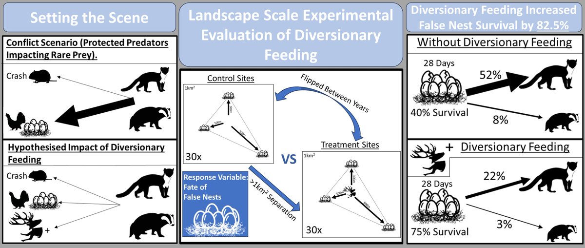 Jack Bamber (@jackbamberzool1) on Twitter photo New Paper Alert⏰
"Evaluating diversionary feeding as a method to resolve conservation conflicts in a recovering ecosystem" <a href="/JAppliedEcology/">Journal of Applied Ecology</a>
Providing diversionary feeding significantly reduced artificial nest depredation by 83%.
Find it here: doi.org/10.1111/1365-2… New Paper Alert⏰
"Evaluating diversionary feeding as a method to resolve conservation conflicts in a recovering ecosystem" <a href="/JAppliedEcology/">Journal of Applied Ecology</a>
Providing diversionary feeding significantly reduced artificial nest depredation by 83%.
Find it here: doi.org/10.1111/1365-2…