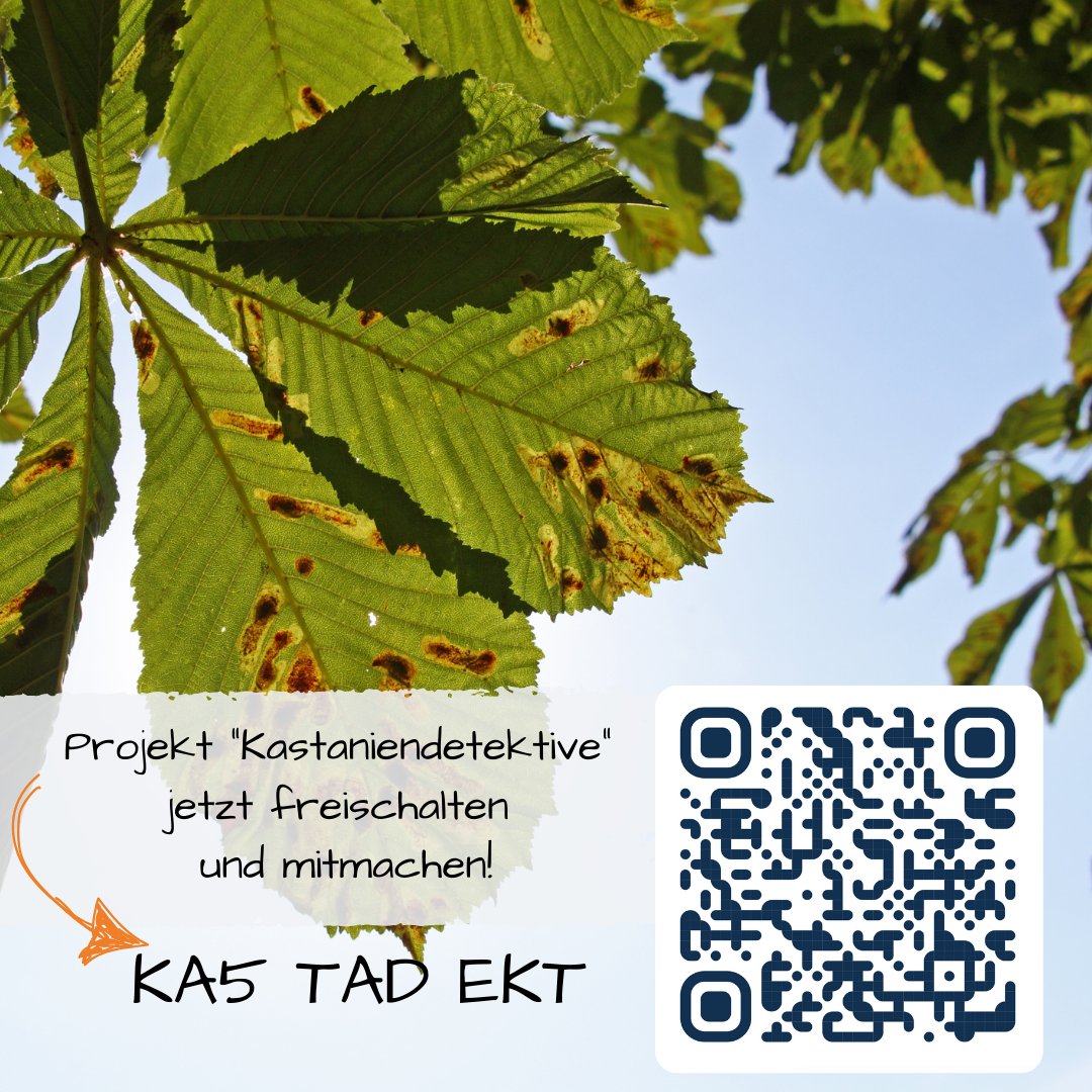 Möchtest Du Forscher:innen helfen zu dokumentieren, wie der Schädlingsbefall der Rosskastanie voranschreitet? Dann aktiviere das neue Projekt #Kastaniendetektive in Deiner #FloraIncognita App! Mehr Info: floraincognita.de/kastaniendetek…