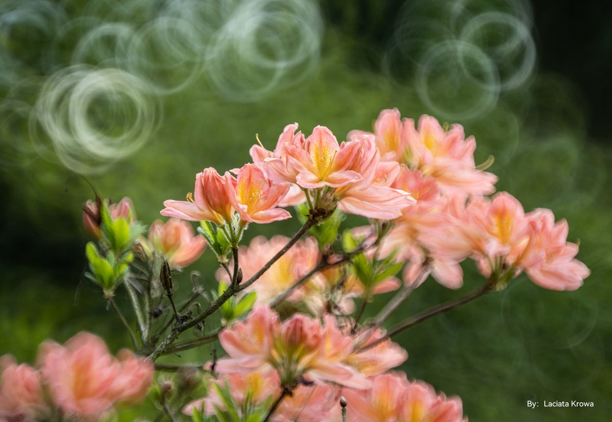 Vitopal_'s tweet photo. Amazing doughnut bokeh.
📷Laciata Krowa - TTArtisan 250mm f5.6 Reflex

#ttartisan #ttartisan250mmf56 #reflexlens #mirrorlens #bokeh https://t.co/vDSUkxIap9