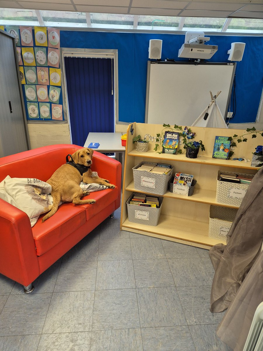Wild Bank Odie (@odie_wildbank) on Twitter photo A love of reading 📚📖 #schooldog #readingrocks <a href="/WildBankPrimary/">Wild Bank Primary School 💙</a> <a href="/TrustVictorious/">Victorious Academies Trust</a> A love of reading 📚📖 #schooldog #readingrocks <a href="/WildBankPrimary/">Wild Bank Primary School 💙</a> <a href="/TrustVictorious/">Victorious Academies Trust</a>