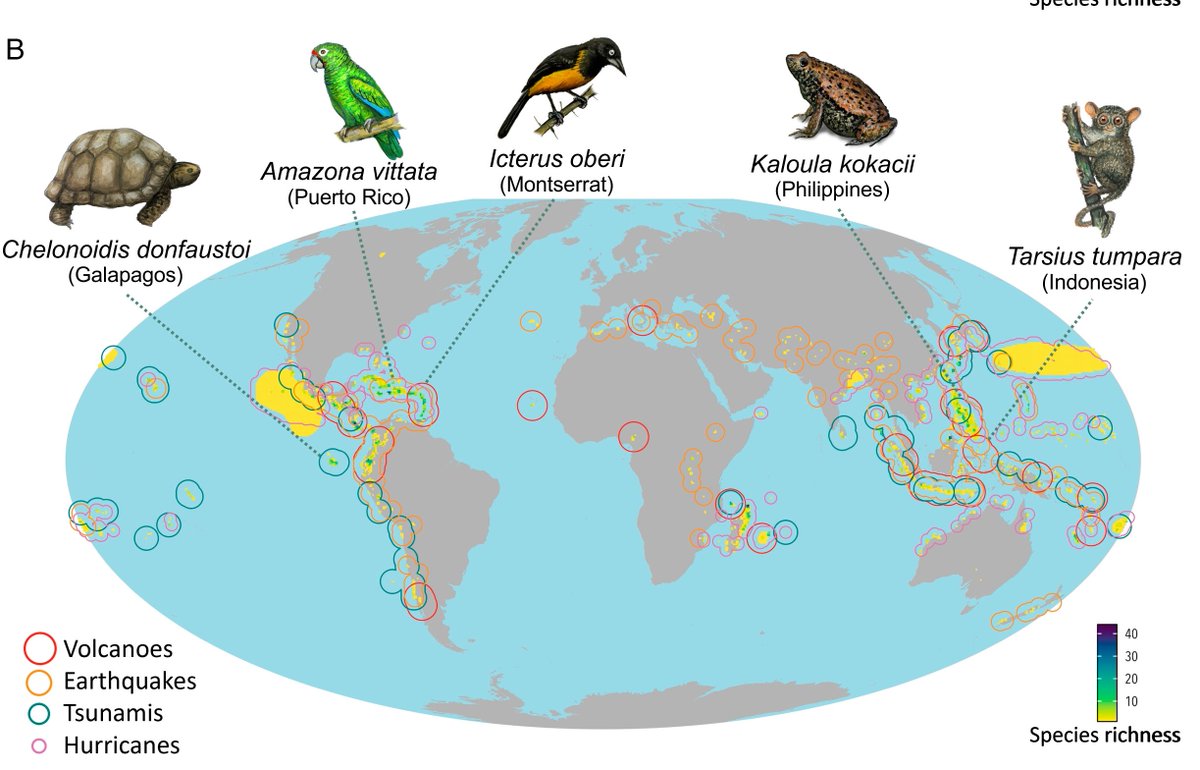In this paper led by @Goncalves_fhm and published in <a href="/PNASNews/">PNASNews</a> we mapped the risk of extinction of vertebrates due to natural hazards such as hurricanes and volcano eruptions. We find that nearly 10% of the more than 30k species assessed are at risk.

pnas.org/doi/abs/10.107…