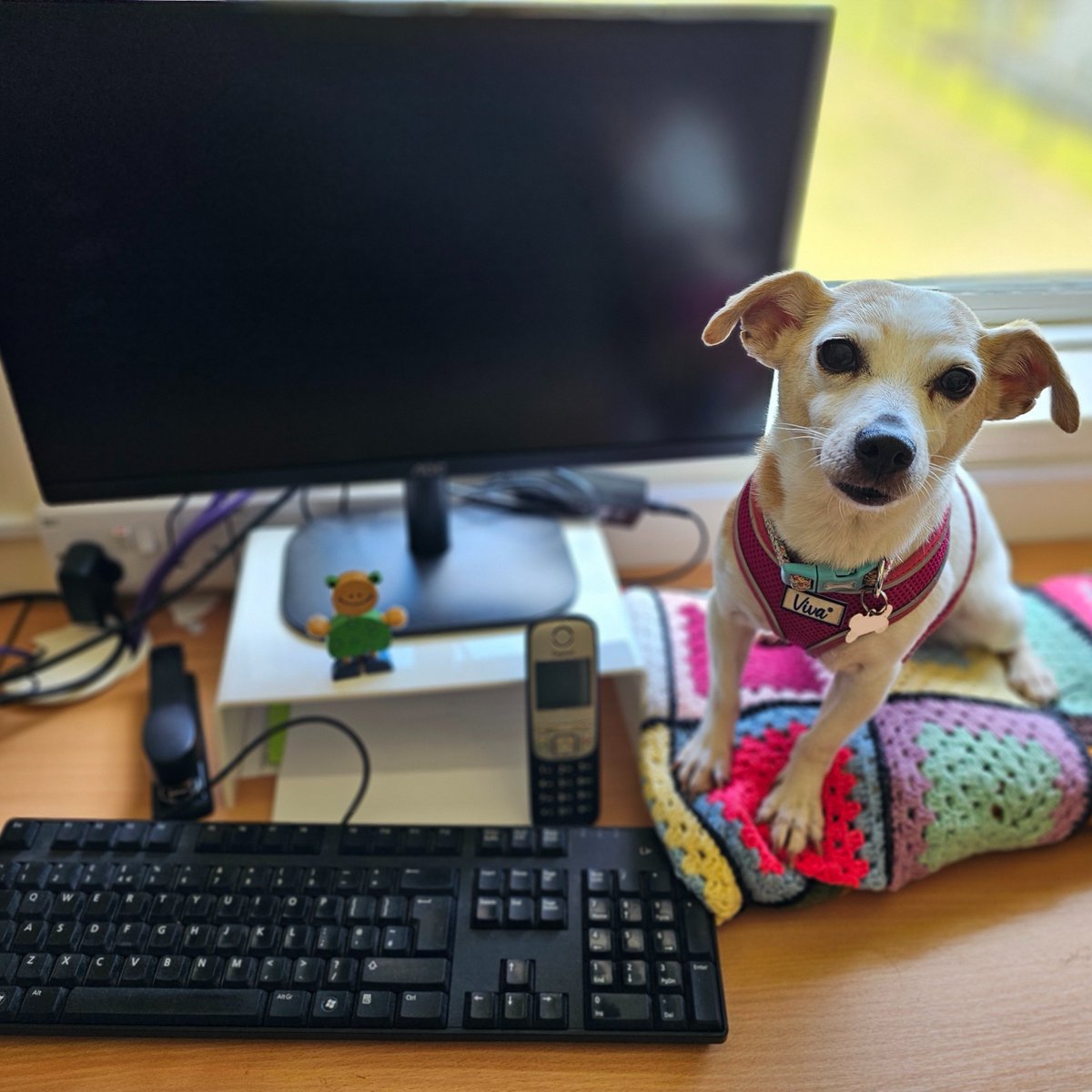 This #BringYourDogToWorkDay, we'd like to introduce you to some of our lovely office dogs who join our team at work each day🐶

It looks like this cheeky bunch have been getting stuck into some of the very 'im-paw-tant' tasks here at MGAR &amp; making sure our teams are working hard!