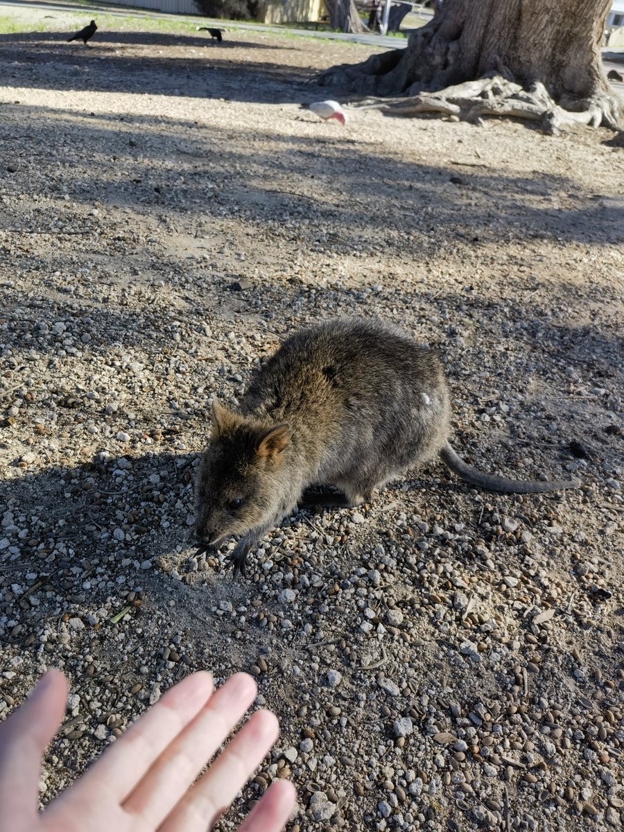 Rottnest Island 好可爱的小袋鼠, image size:900x1200