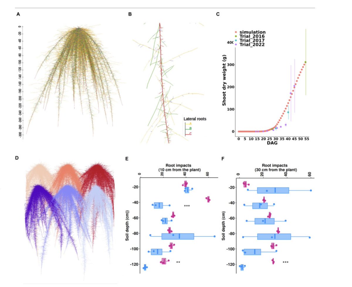 isra_ceraas's tweet image. Une étude utilisant le modèle #OpenSimRoot a identifié des traits racinaires spécifiques qui améliorent la croissance du mil.Ces innovations pourraient augmenter la production de biomasse,offrant des perspectives pour améliorer les rendements.

Voir plus👉🏾 bit.ly/3VzDxLW