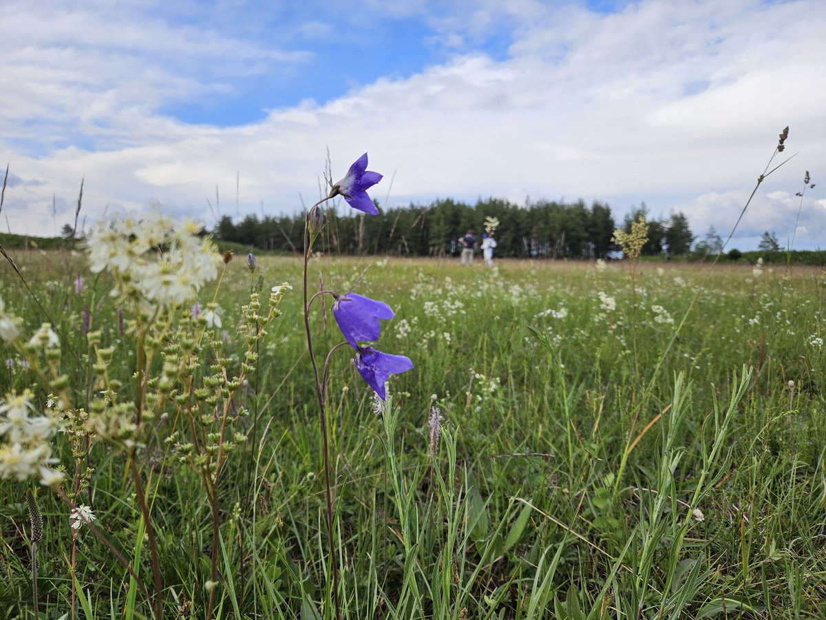 Kadri Koorem tweet media