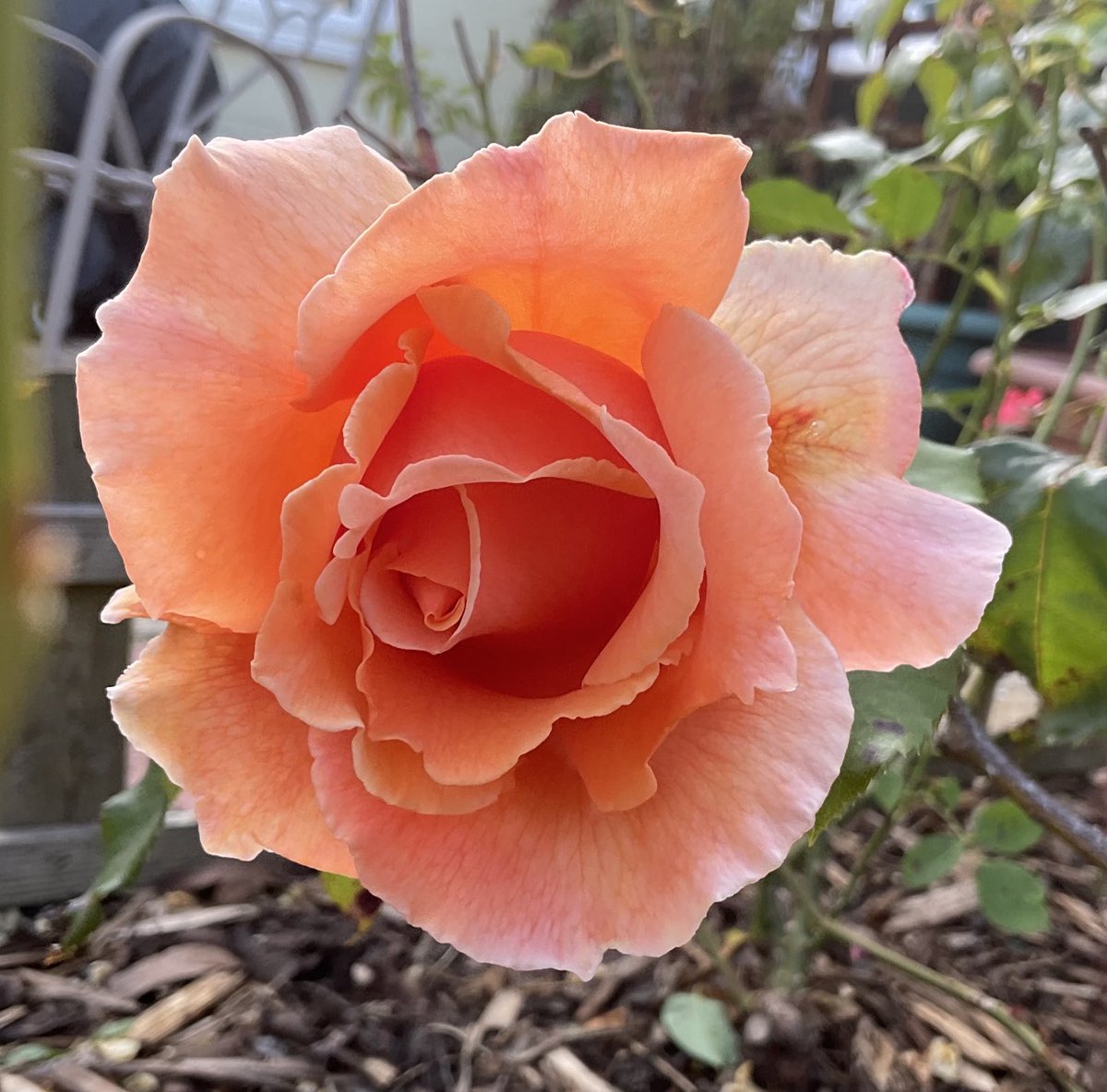 wpacker2's tweet photo. #Roseaday #RosePhotography https://t.co/pt0ldMLhQ9
