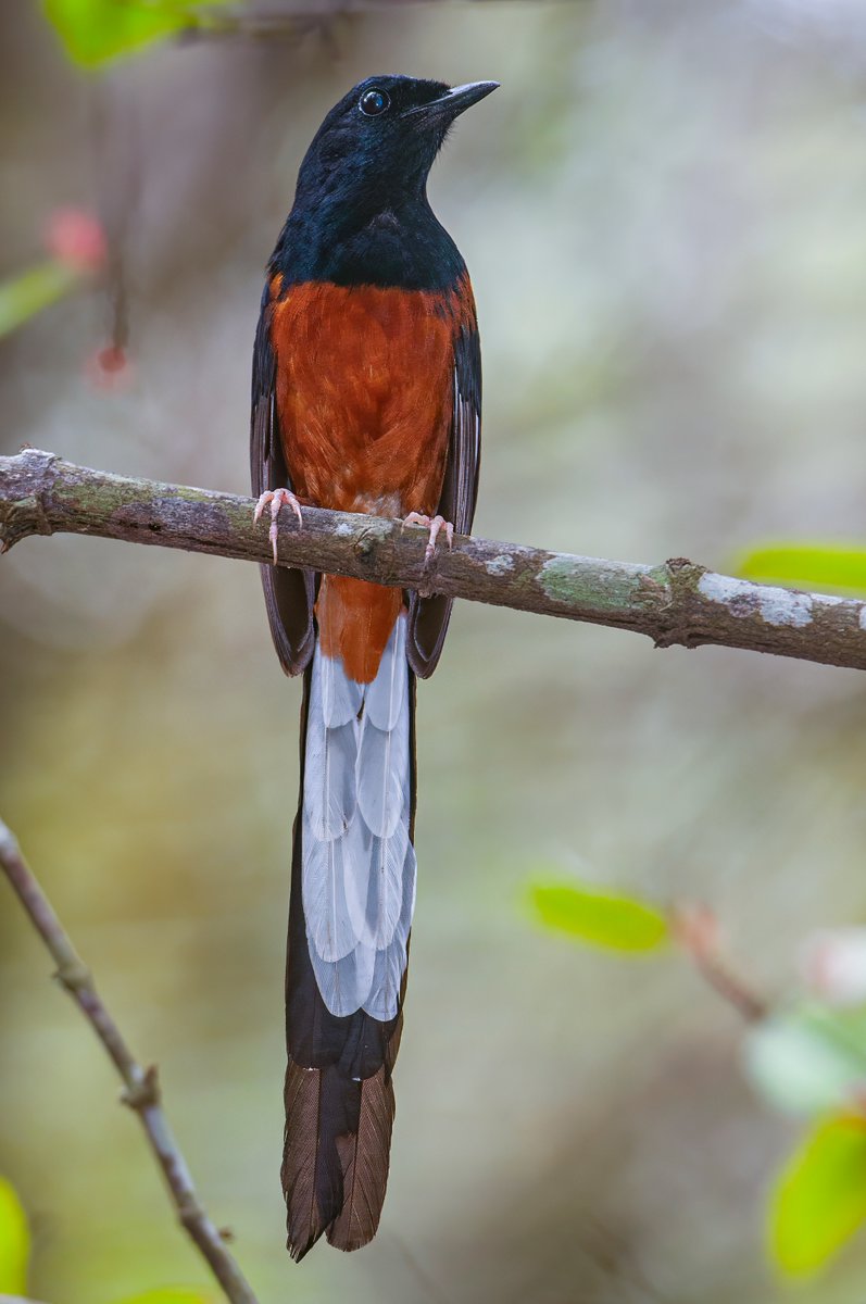 Varad Giri (@varad_giri) on Twitter photo Beauty (including handsomeness) + melody = White-rumped Shama...
#reliancefoundation #nidusexplore #IndiAves #birding #birdwatching #BBCWildlifePOTD #ThePhotoHour #NatureColors #NaturePhotograhpy <a href="/Avibase/">Avibase (Denis Lepage)</a> Beauty (including handsomeness) + melody = White-rumped Shama...
#reliancefoundation #nidusexplore #IndiAves #birding #birdwatching #BBCWildlifePOTD #ThePhotoHour #NatureColors #NaturePhotograhpy <a href="/Avibase/">Avibase (Denis Lepage)</a>