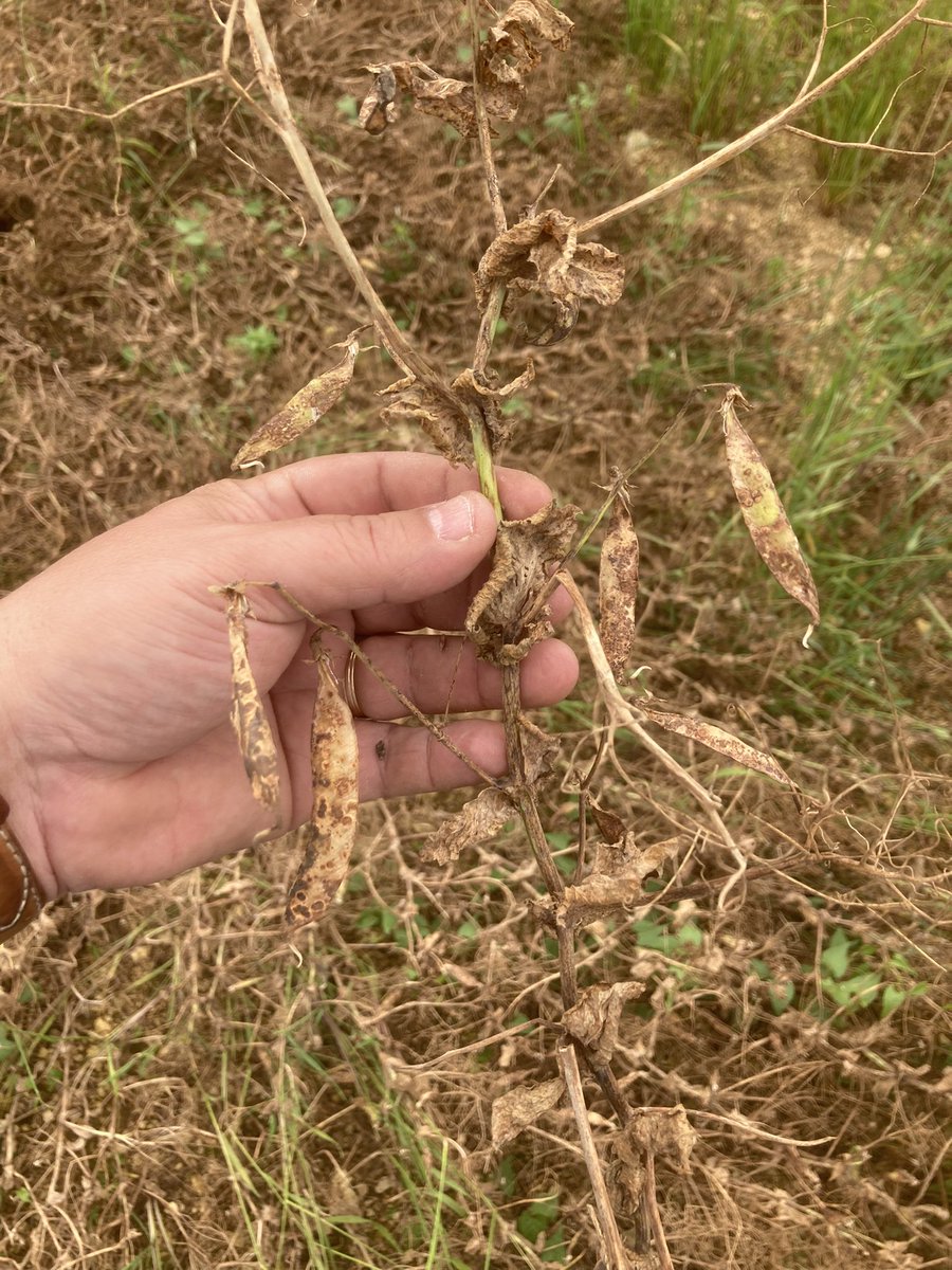 OlivierCOSTE2's tweet image. Normalement c’était champ des plateaux de l’#Yonne prévu en #PlanProteines. 
La #météo et les maladies ont mis par KO les pois🫛d’hiver chez cette #Agriculture.
Connais-tu  @BONNIN1402 encore chez #CeuxQuiFontLesEssais,qui recherchent des solutions contre le Vulpin sur #blé ?