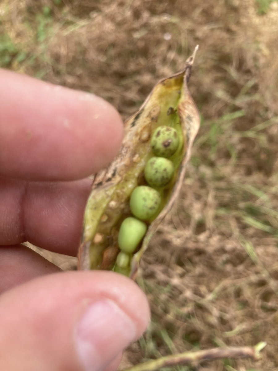 OlivierCOSTE2's tweet image. Normalement c’était champ des plateaux de l’#Yonne prévu en #PlanProteines. 
La #météo et les maladies ont mis par KO les pois🫛d’hiver chez cette #Agriculture.
Connais-tu  @BONNIN1402 encore chez #CeuxQuiFontLesEssais,qui recherchent des solutions contre le Vulpin sur #blé ?