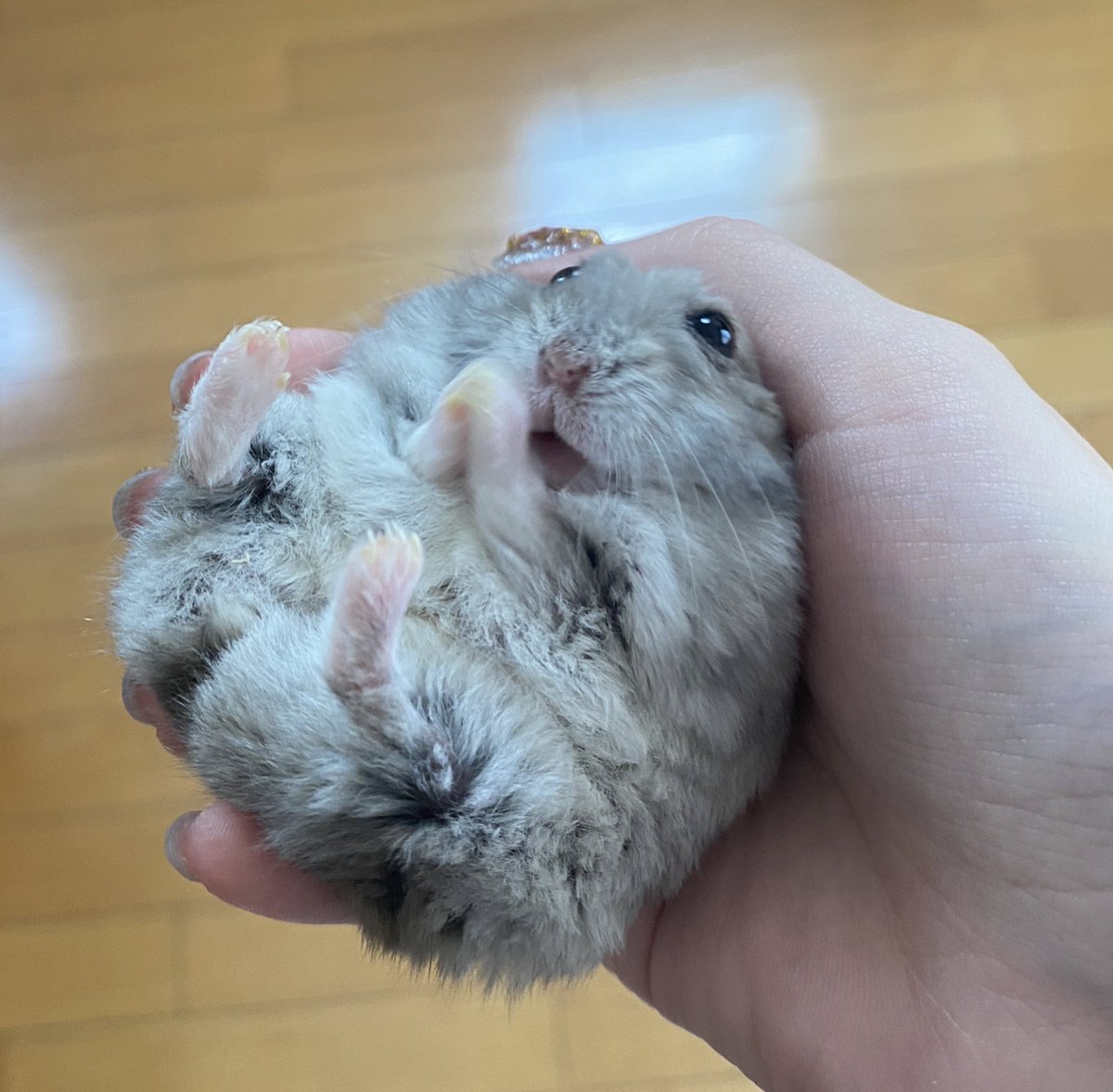 🥬しゃちほこ🥬 (@illust_syati) on Twitter photo 