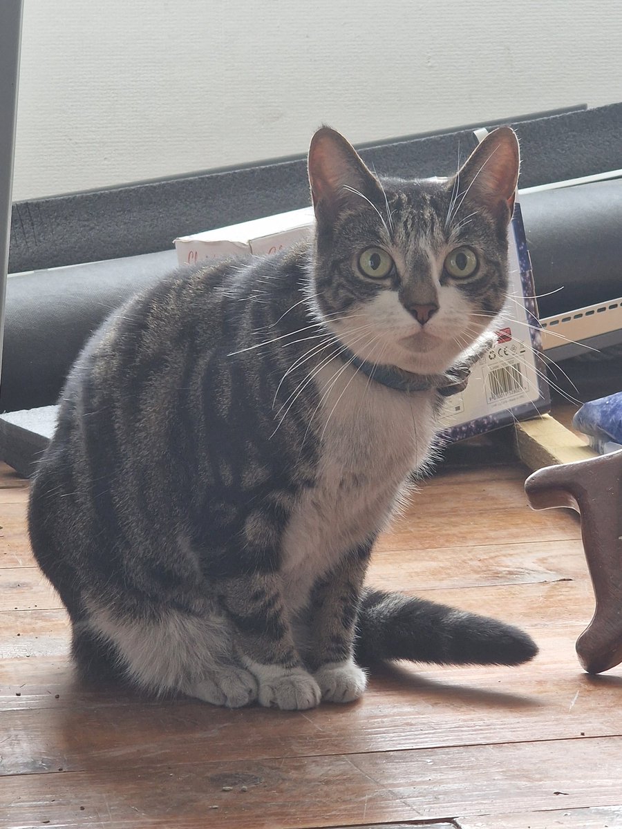 Haven't slept all night. Had workmen in the house yesterday and thought Tali got out. 
16 stressful hours later and crawling around the roof rafters like Bruce Willis I find this dusty cat under the old water tank.