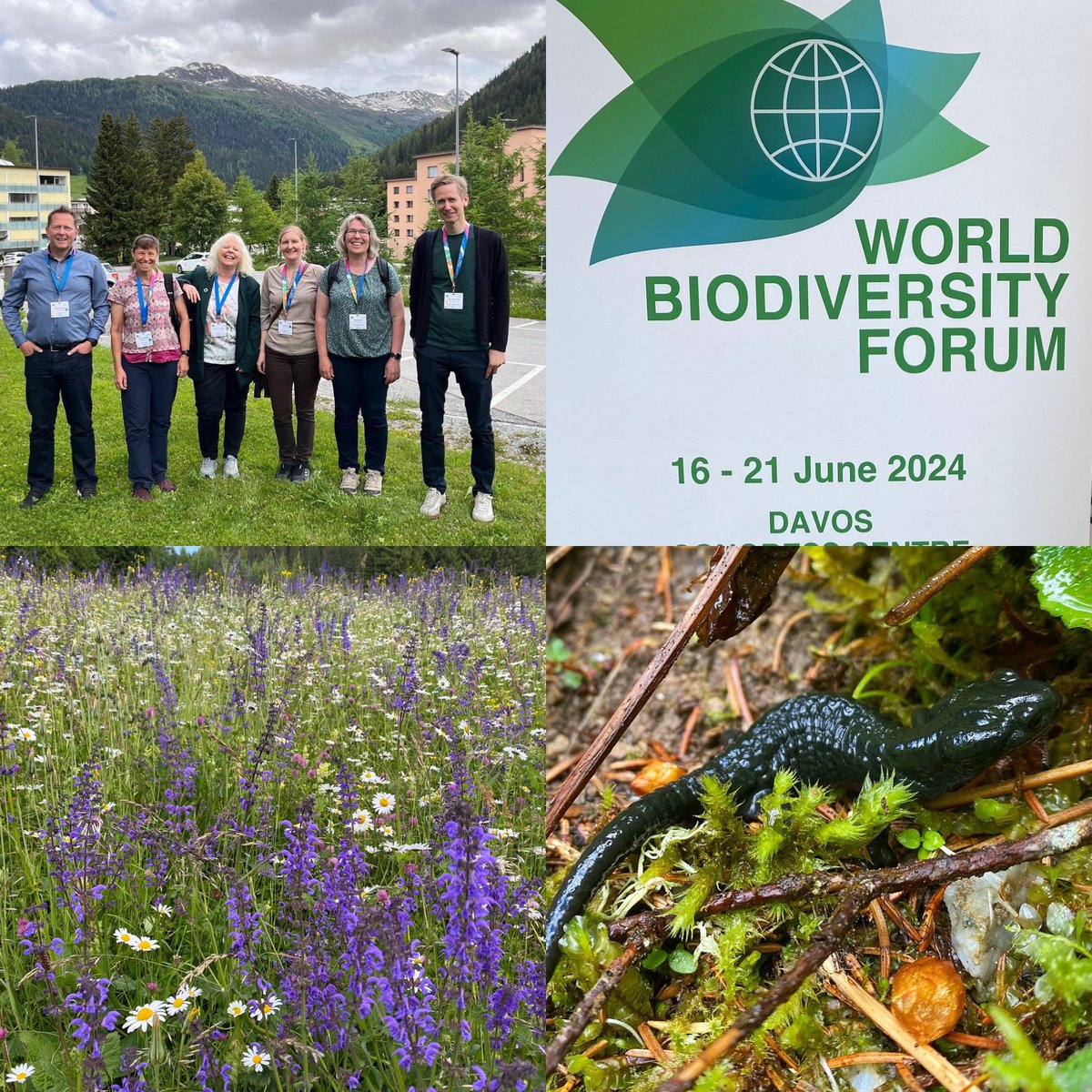 It has been very rewarding to attend the 3rd <a href="/WorldBioForum/">World Biodiversity Forum</a> . There has been a lot to learn from all the great work on biodiverity around the world, but also to share and get feedback on my own work on this broad topic.