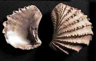 SkyhawkAggie's tweet photo. Itโs National Seashell Day! Pterotrigonia (Scabrotrigonia) thoracica is the official state fossil of TN designated in 1998 after petition by @utmartin students/faculty. You can easily find this โSeashellโ fossil at the @UTMCCSC managed by @UTMSelmerCenter. #SeashellDay #Fossil https://t.co/WzGYS6Zt9A