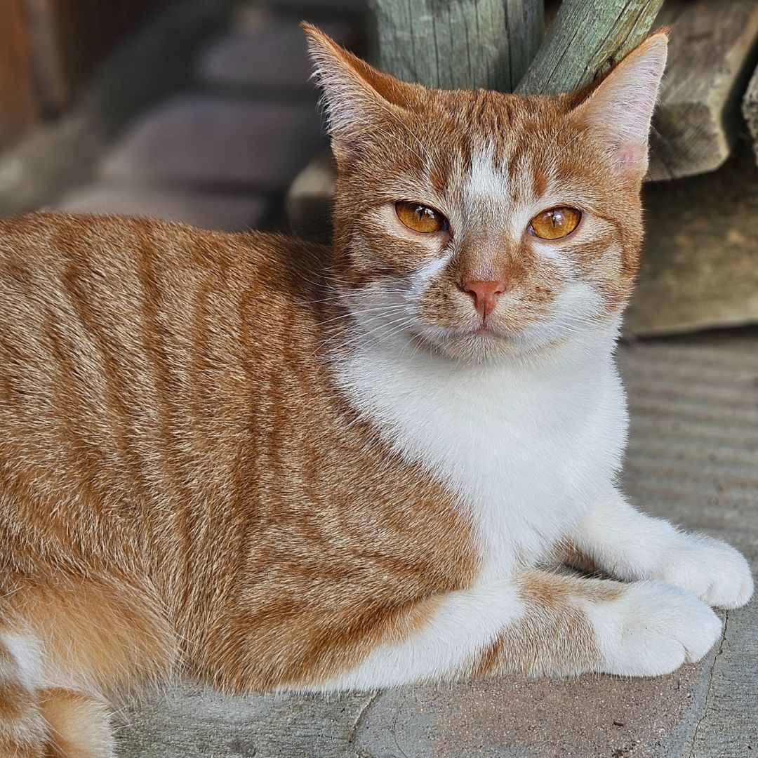 TEARS Animal Rescue tweet media