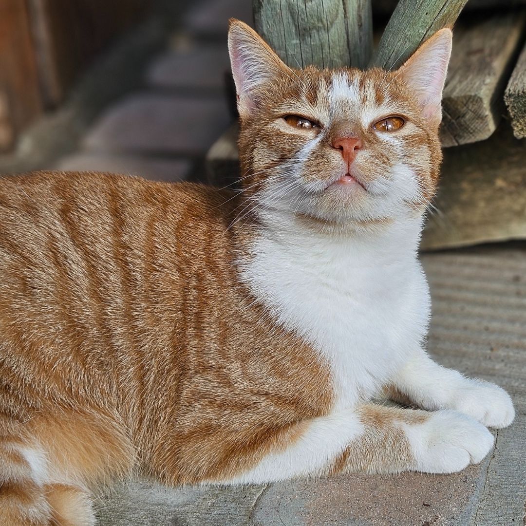 TEARS Animal Rescue tweet media