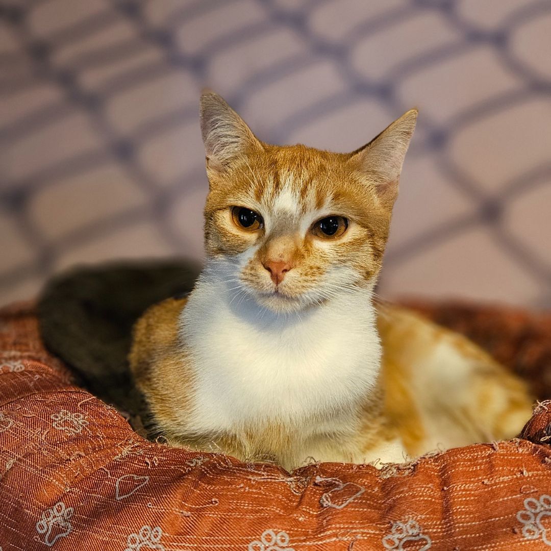 Hey, I’m Reina, the ginger goddess with eyes as golden as the sun. I may look like a majestic queen, but let me tell you, I’m all about the cuddles and purrs!

To adopt Reina, follow the link: tears.org.za/cats/?mgi_29=7…