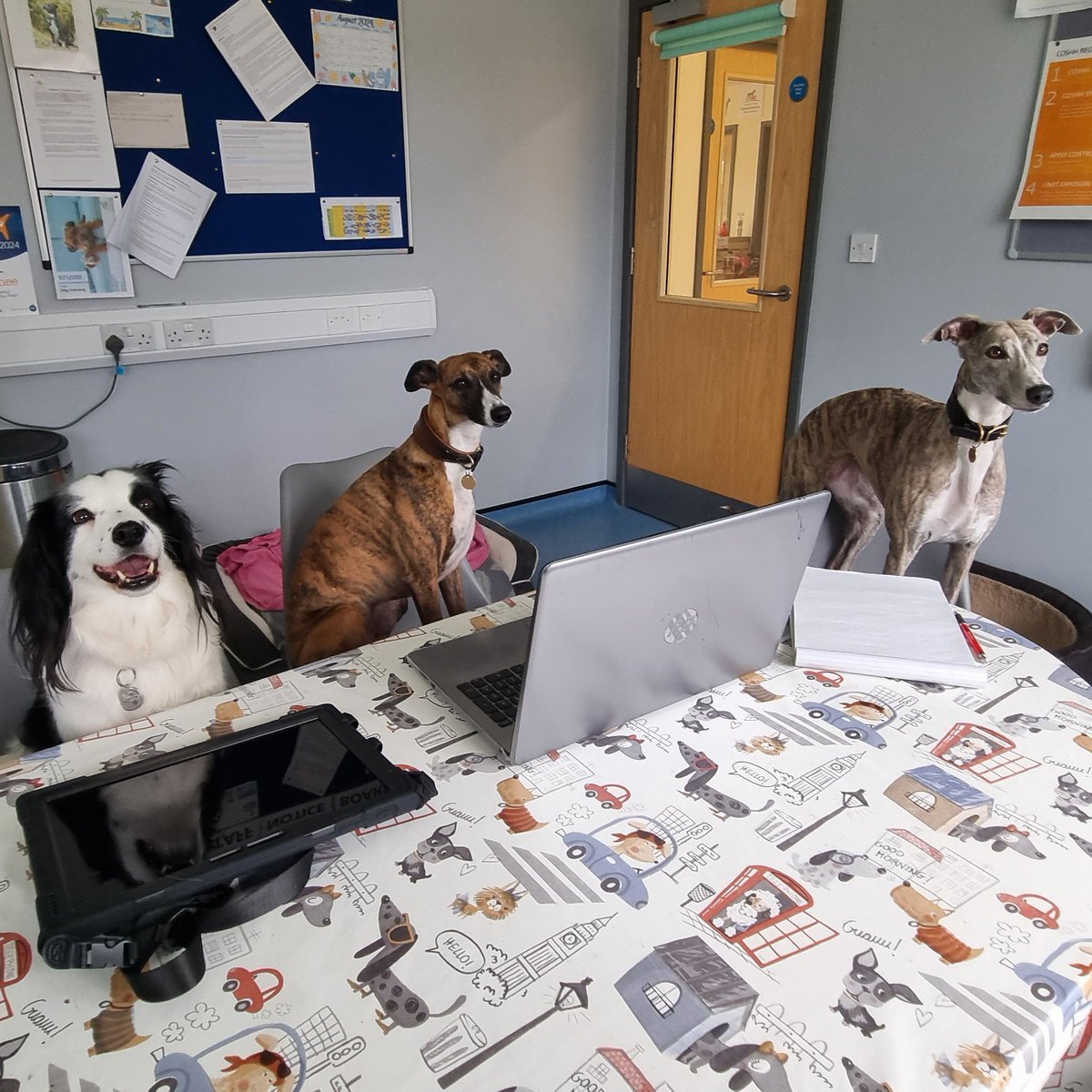 MG Animal Rescue tweet media