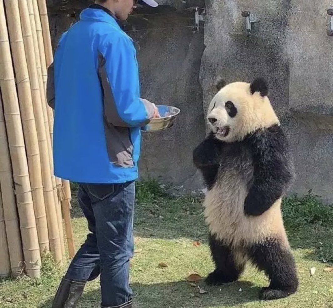 エヴァのアスカみたいなパンダ