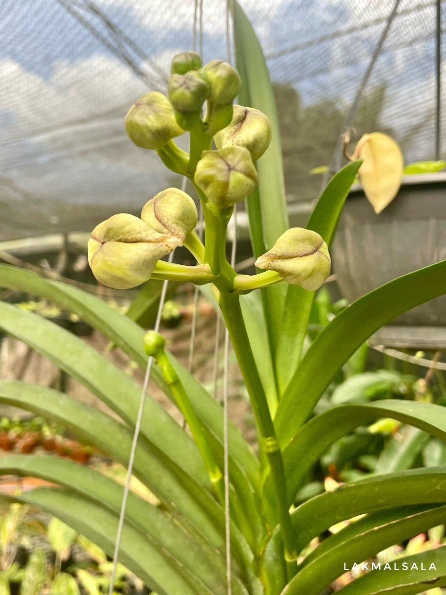 ExoticsOrchids's tweet photo. Waiting 
#lakmaluyana #lakmalsala #orchids #ලක්මල්සල https://t.co/ygGWykWWTL