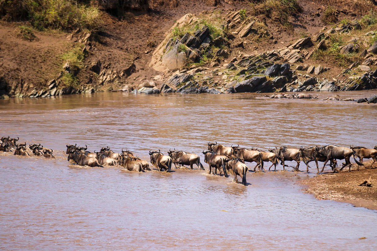 AfricaSafariss's tweet photo. Do not miss this yearβs Wildebeest migration River crossings as the migrating herds cross the Mara River from Serengeti to Masai Mara. Email us at info@signature-africa.com for more information
#signaturesafari #signature #signatureafrica #magicalkenya https://t.co/gWBsKt9aJD