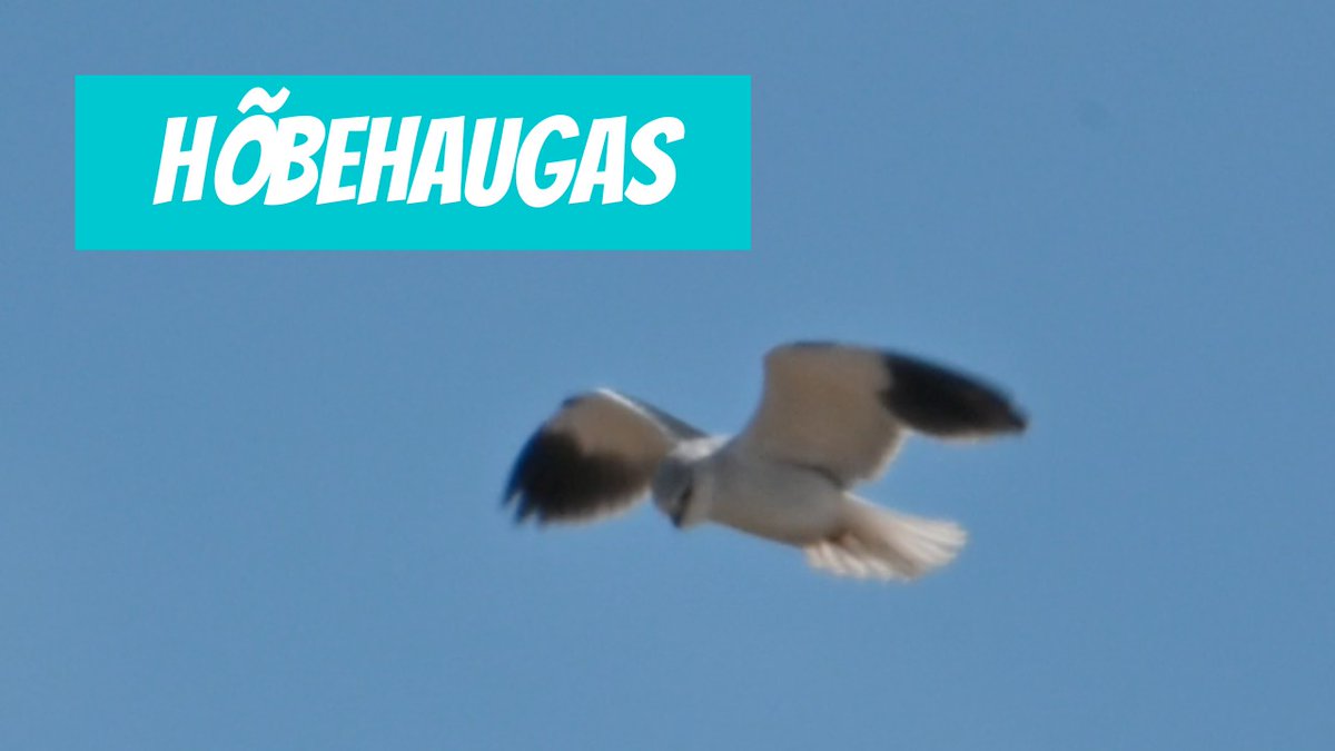 Hõbehaugas (Elanus caeruleus; Black-winged Kite) youtube.com/shorts/oOBiPIo…
 
🎥 Helgur Mäger
📍#Eesti, #Saaremaa vald, #Karuste küla, #Jämaja
🕐 2024-04-20

#Hõbehaugas #Elanuscaeruleus #BlackwingedKite #BlåGlente #Svartvingadglada #EestiLinud #Linnud #Lind #elanio #aves #bird