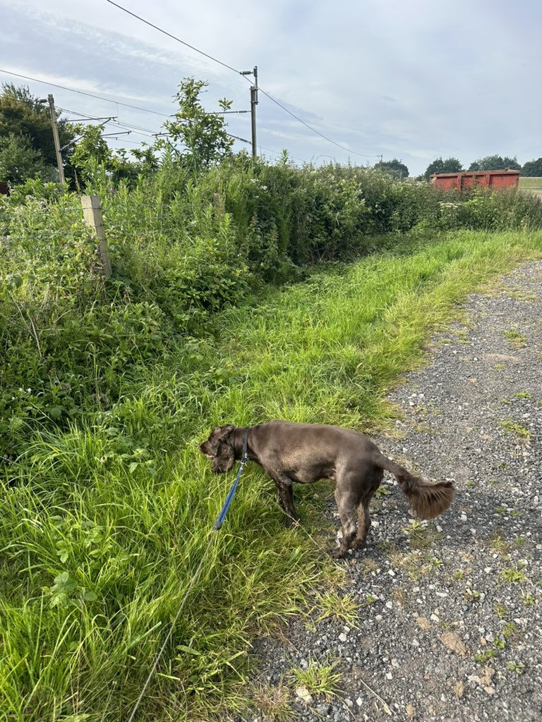 ORidgr's tweet image. School run done now out with the dogs