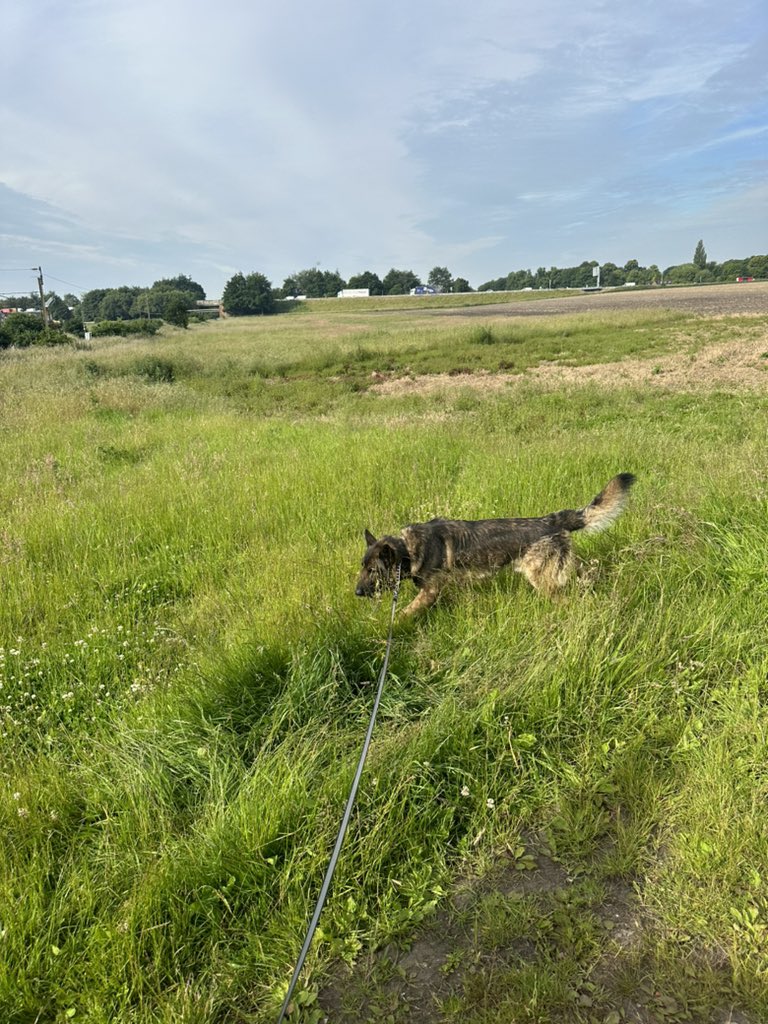 ORidgr's tweet image. School run done now out with the dogs