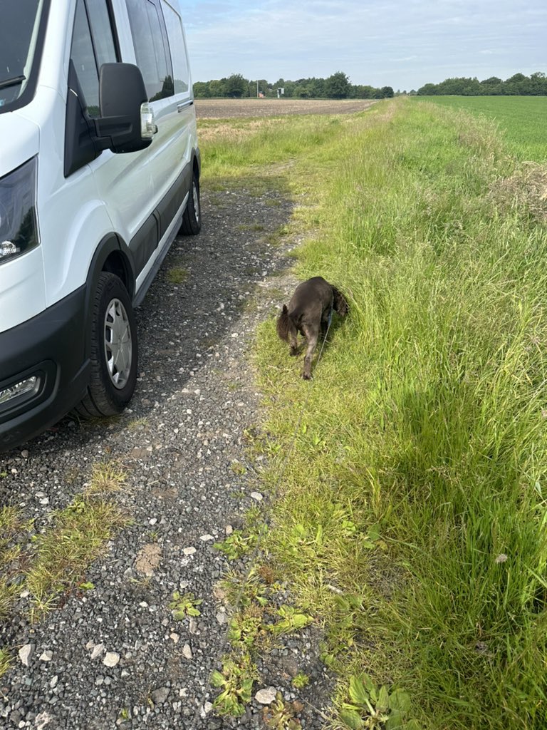 ORidgr's tweet image. School run done now out with the dogs