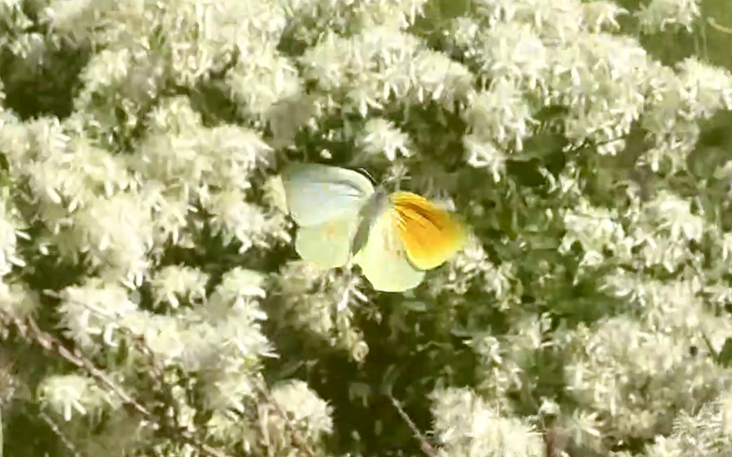 Corfu Butterfly Conservation tweet media