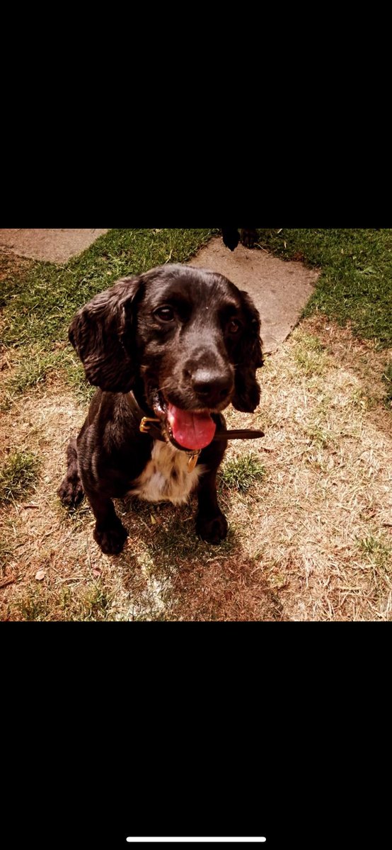 tiredpawshmpdog's tweet photo. 🐾 Please meet the gorgeous Ted 🐾
I have completed my sentence now & I am looking forward to putting my paws up on the sofa in my forever home. 
I have worked at HMP Wormwood Scrubs & beyond for over 8 years.
I am looking for someone who can love me as much as my current dad does.
I will do anything for a tennis ball & and I will even put it back in your hand. I never chew anything, I also love being around people & will never stop running when someone plays with me, I will tire eventually, though, and I love a cuddle on the sofa. I can sometimes get angry around other dogs, so I would prefer to be in a home on my own.
My new home can preferably have older children above the age of 10, I am house trained, I love to ferret around the garden, go for walks & splash around in puddles, but not too deep water. Also, as a bonus, if you lose your mobile phone, I will find it for you as I am well trained in mobile phone detection, and I have found thousands over my career.
I am up to date with my inoculations and have just had my teeth scaled and polished, so my smile is even cuter.

As part of the transitioning period, I would like to visit any prospective parents’ house & gardens to ensure they are going to be the right forever home for me.

If you are interested in offering me a home, please drop Tired Paws a message who will put you in contact with my Dad if you are suitable.
Many thanks, Ted 🐾