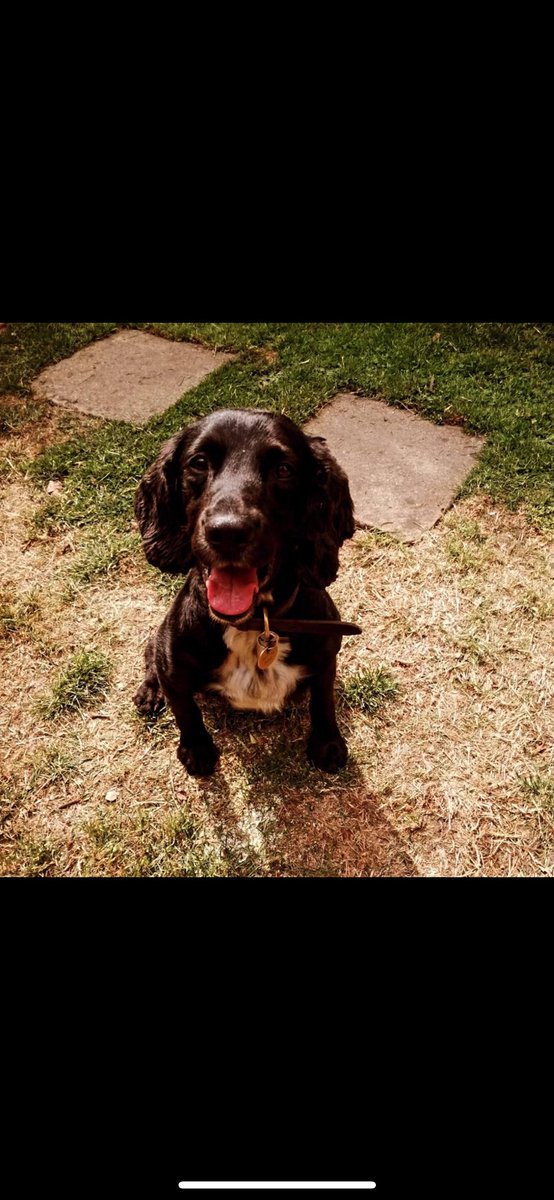 tiredpawshmpdog's tweet photo. 🐾 Please meet the gorgeous Ted 🐾
I have completed my sentence now & I am looking forward to putting my paws up on the sofa in my forever home. 
I have worked at HMP Wormwood Scrubs & beyond for over 8 years.
I am looking for someone who can love me as much as my current dad does.
I will do anything for a tennis ball & and I will even put it back in your hand. I never chew anything, I also love being around people & will never stop running when someone plays with me, I will tire eventually, though, and I love a cuddle on the sofa. I can sometimes get angry around other dogs, so I would prefer to be in a home on my own.
My new home can preferably have older children above the age of 10, I am house trained, I love to ferret around the garden, go for walks & splash around in puddles, but not too deep water. Also, as a bonus, if you lose your mobile phone, I will find it for you as I am well trained in mobile phone detection, and I have found thousands over my career.
I am up to date with my inoculations and have just had my teeth scaled and polished, so my smile is even cuter.

As part of the transitioning period, I would like to visit any prospective parents’ house & gardens to ensure they are going to be the right forever home for me.

If you are interested in offering me a home, please drop Tired Paws a message who will put you in contact with my Dad if you are suitable.
Many thanks, Ted 🐾