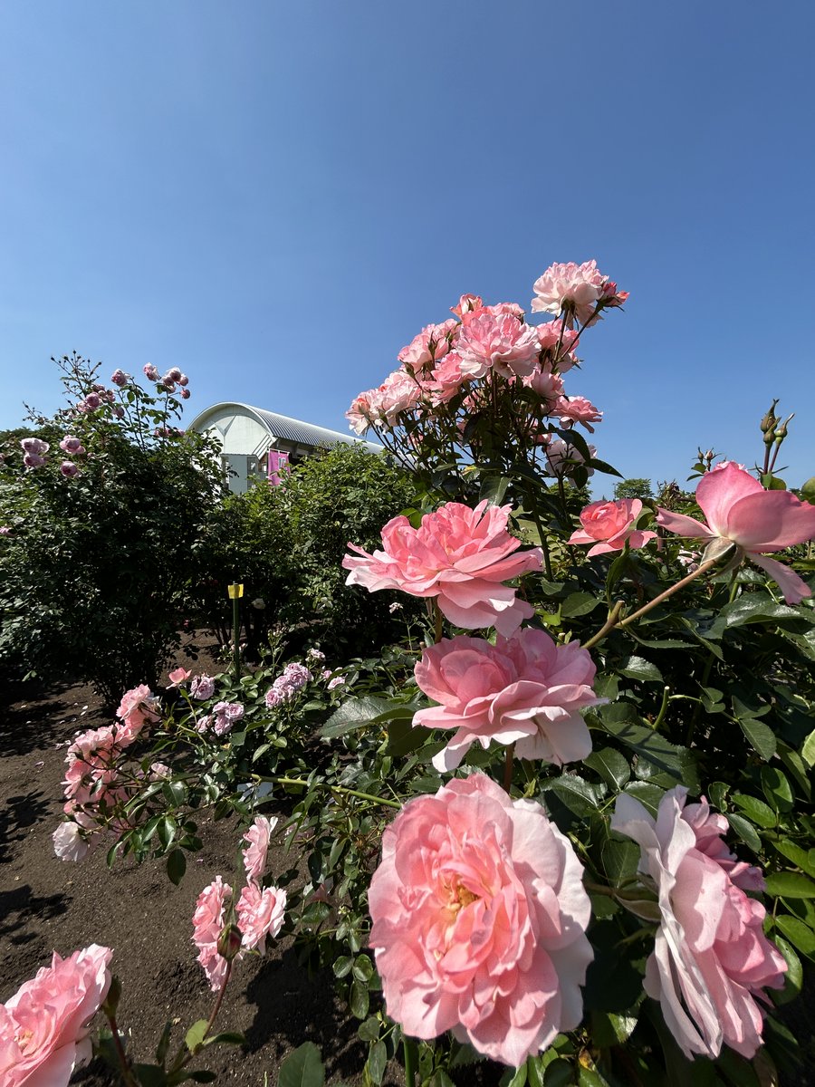 greencraft2024's tweet photo. 会場は素敵なバラ🌹が咲き誇っています
今週末も開催！
農業科学館グリクラパーク
#秋田県立農業科学館 #バラ園 #グリクラパーク 
https://t.co/cMxdOshxxR https://t.co/Sj8R0coE4G