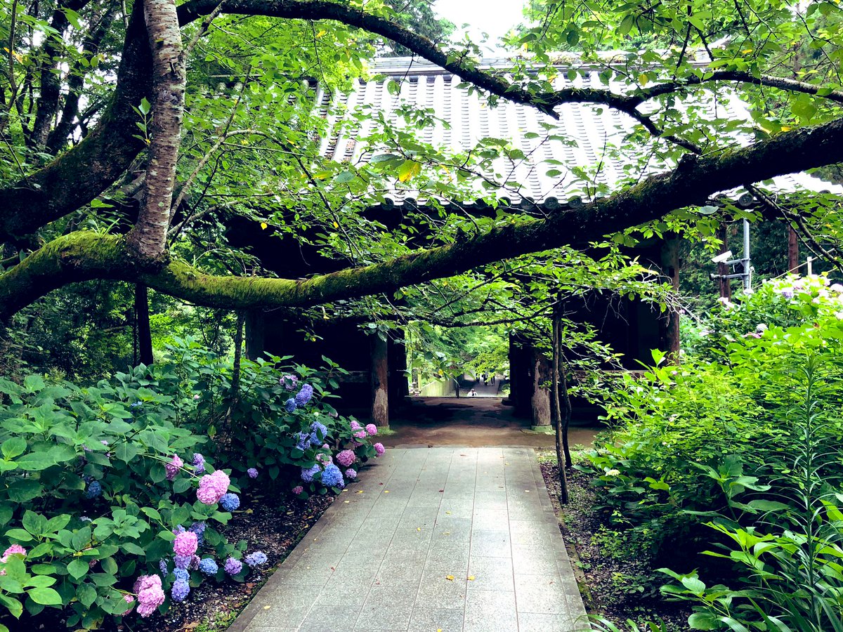 rmngs4's tweet photo. 梅雨のお楽しみ、紫陽花(^^)
#紫陽花
#紫陽花
#熊谷寺
#御朱印
#御朱印巡り
#花手水
#徳島県 https://t.co/wmrtshGlph