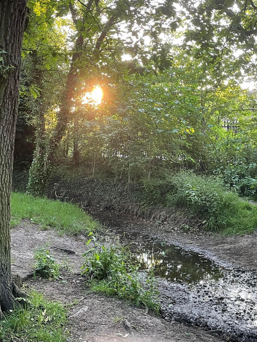 OGWL's tweet image. Early morning walk @BBOWT  #30DaysWild