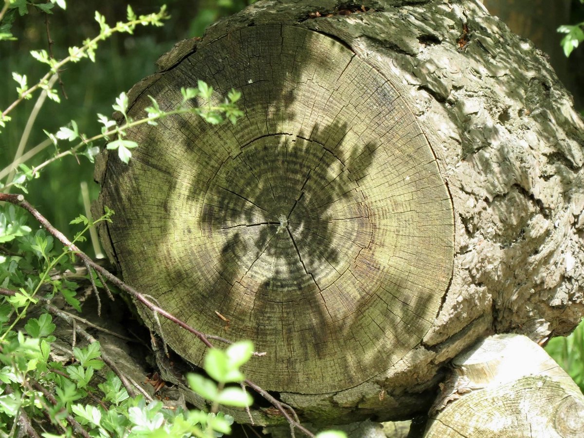 OGWL's tweet image. Early morning walk @BBOWT  #30DaysWild